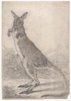 KT 2009 028-353
<br/>
Kangoeroe in landschap.
<br/>
<em>Trigt, Stephanus Hendrik Willem van (1790-1840)</em>